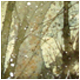 Natures Tapestry I