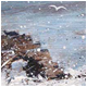 Storm at Auchmithie