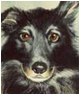 Collie