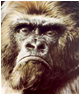 Silverback Gorilla
