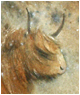 Highland Cow
