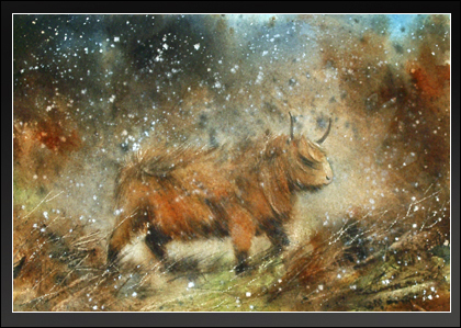 Highland Cow
