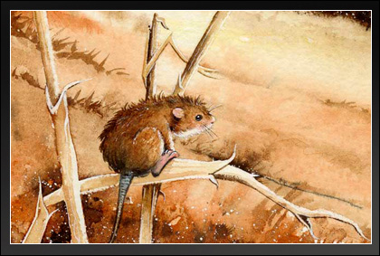 Field Mouse