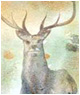Stag in Woods