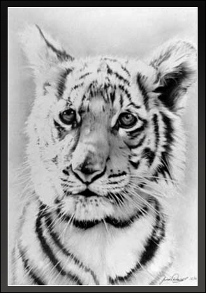 Tiger Cub